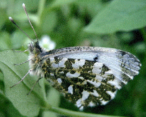 Anthocharis cardamines