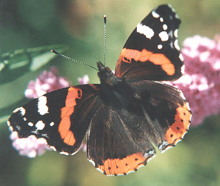 Vanessa atalanta