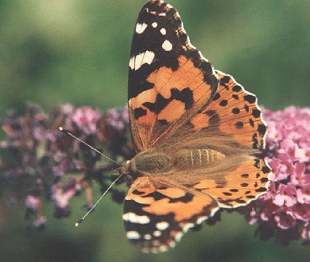 Vanessa cardui