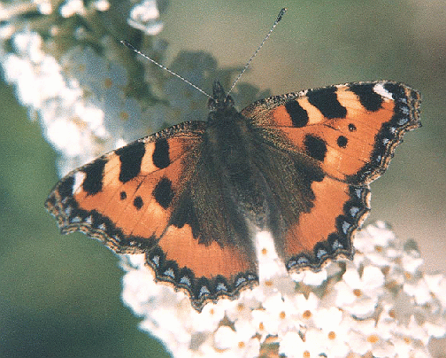 Aglais urticae