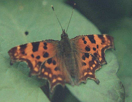 Polygonia c-album