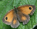 Hedge Brown Butterfly