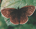 Ringlet Butterfly