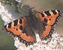 Small Tortoiseshell Butterfly