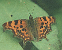 Comma Butterfly