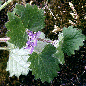 Glechoma hederacea