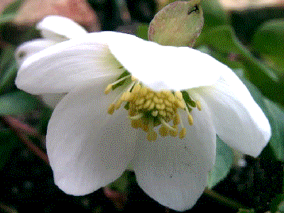 Helleborus niger