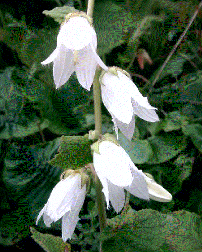 Campanula alliarifolia