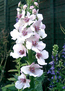 Verbascum