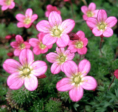 Saxifraga