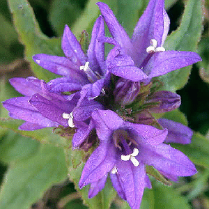 Campanula glomerata