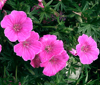 Geranium sanguineum