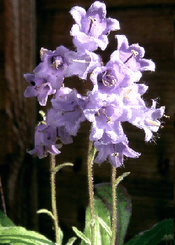 Campanula barbata