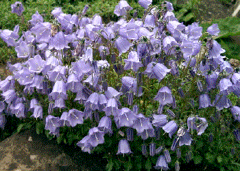 Campanula cochlearifolia