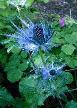 Eryngium alpinum