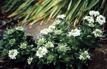 Draba fladnizemsis