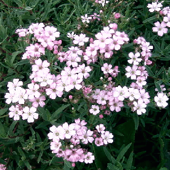 Gypsophila repens