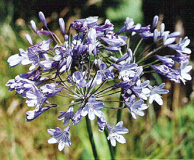 Agapanthus