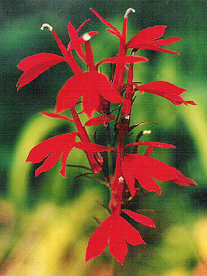 Lobelia cardinalis