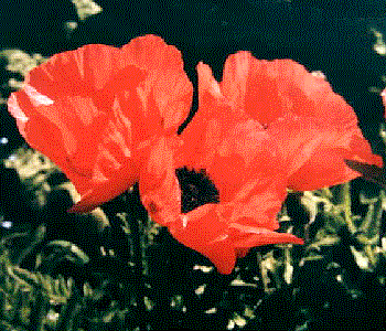 Papaver orientale