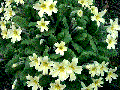 Primula vulgaris