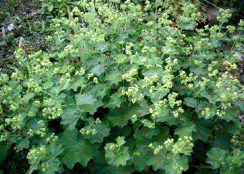 Alchemilla mollis