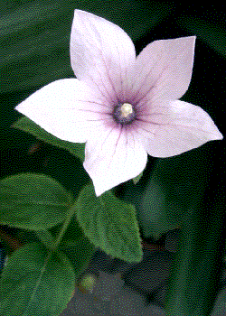 Platycodon grandiflorus