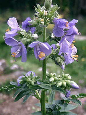 Polemonium caeruleum