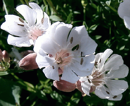 Silene uniflora