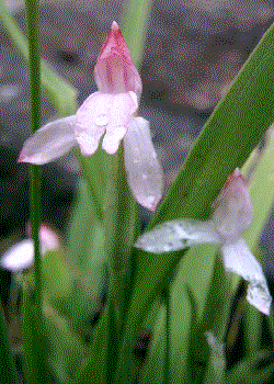 Roscoea alpina