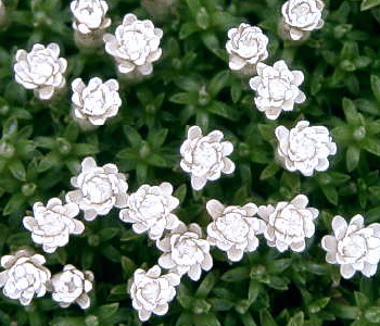 Raoulia glabra