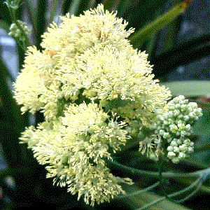 Thalictrum flavum