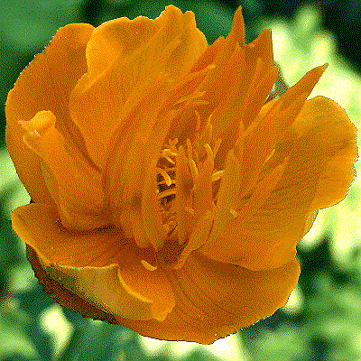 Trollius hondoensis