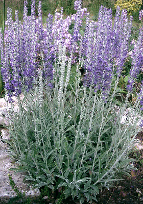 Veronica incana