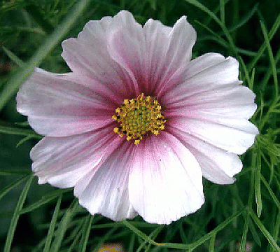 Cosmos bipinnatus