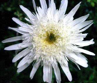 Leucanthemum superbum