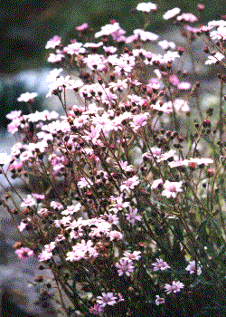 Senecio polyodon