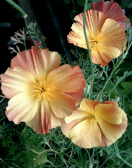 Eschscholzia californica