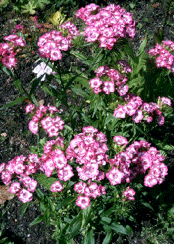 Dianthus barbatus