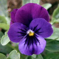 Viola x wittrockiana