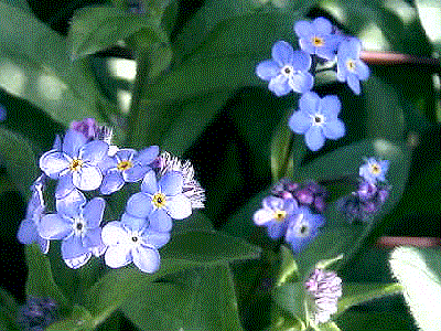 Myosotis sylvatica