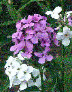 Hesperis matronalis