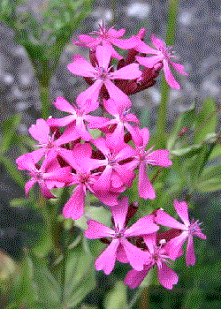 Silene armeria