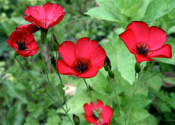 Linum grandiflorum v rubrum