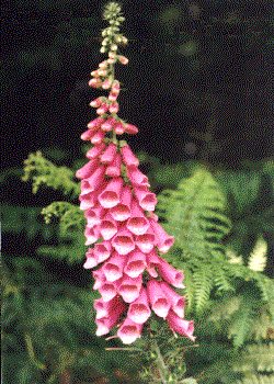 Digitalis purpurea