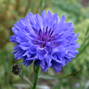 Centaurea cyanus