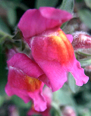 Antirrhinum majus