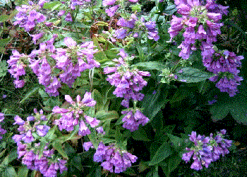 Penstemon serrulatus