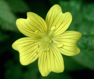 Limnanthes douglasii