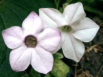 Nicotiana alata